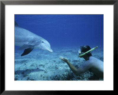 Snorkeler With Bottlenose Dolphin, Caribbean by Gerard Soury Pricing Limited Edition Print image