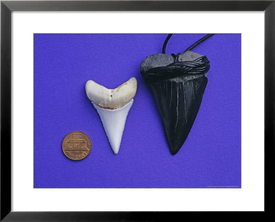 Shark Teeth, South Africa by Gerard Soury Pricing Limited Edition Print image
