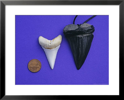Shark Teeth, South Africa by Gerard Soury Pricing Limited Edition Print image