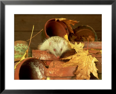 European Hedgehog, Albino, England by Les Stocker Pricing Limited Edition Print image