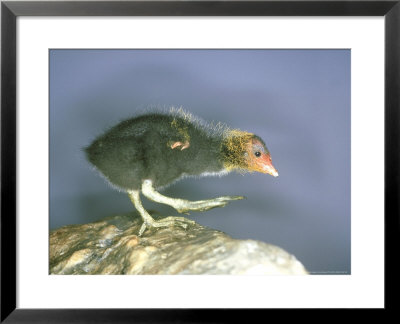 Moorhen, Young, Uk by Les Stocker Pricing Limited Edition Print image