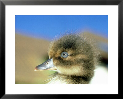 Tufted Duck, Young, England, Uk by Les Stocker Pricing Limited Edition Print image