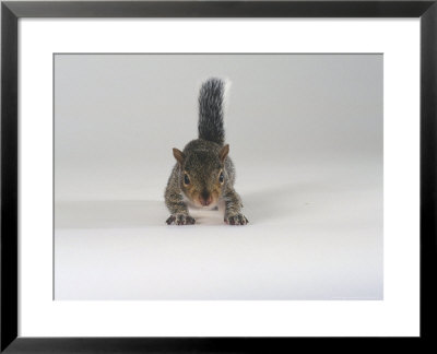Grey Squirrel by Les Stocker Pricing Limited Edition Print image