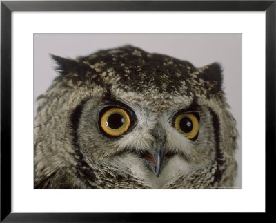 Spotted Eagle Owl, St. Tiggywinkles, Uk by Les Stocker Pricing Limited Edition Print image