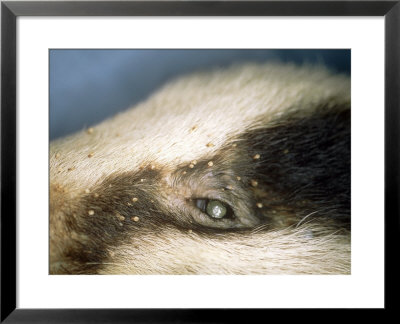 Badger, Covered In Biting Lice, Trichodectes Melis by Les Stocker Pricing Limited Edition Print image