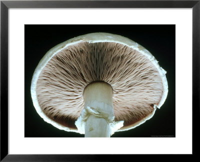 Mushroom, Underside Showing Gills Commercially Grown Variety by Harold Taylor Pricing Limited Edition Print image