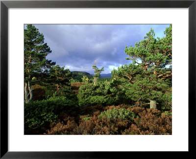 Caledonian Scots Pine, Forest, Rothiemurcus Estate, Scotland, Cairngorms by David Tipling Pricing Limited Edition Print image