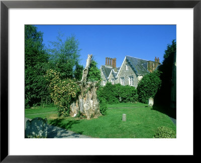 Remaining Stump From Gilbert Whites Famous Yew, Selborne Churchyard by David Tipling Pricing Limited Edition Print image