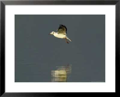 Black-Headed Gulls, Flight, Uk by David Tipling Pricing Limited Edition Print image