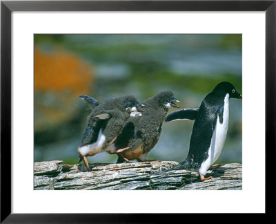 Adelie Penguin, Chicks Chasing Adult For Food, Livingston Island, Antarctica by David Tipling Pricing Limited Edition Print image