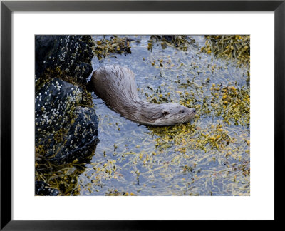 Otter, Female, June by David Tipling Pricing Limited Edition Print image