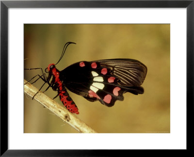 Common Rose, Bandhavgarh National Park, India by Satyendra K. Tiwari Pricing Limited Edition Print image