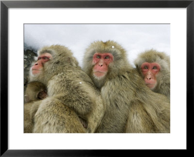 Japanese Macaques Or Snow Monkeys, Three Adult Monkeys Huddled Together With Infant, Japan by Roy Toft Pricing Limited Edition Print image