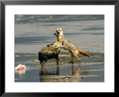 Golden Jackals, Fighting Over Dead Flamingo Parts, Tanzania by Roy Toft Pricing Limited Edition Print image