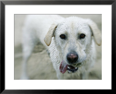 Labrador Retriever, Portrait Of Yellow Labrador Retriever Dog With Tongue Out, Usa by Roy Toft Pricing Limited Edition Print image