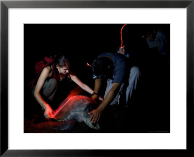 Olive Ridley Turtle, Biologists Measuring Turtle, Costa Rica by Roy Toft Pricing Limited Edition Print image