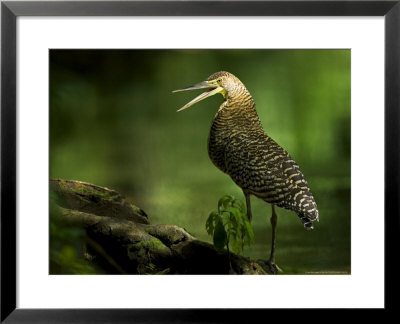Bare-Throated Tiger Heron, Standing On Ground With Mouth Open, Costa Rica by Roy Toft Pricing Limited Edition Print image
