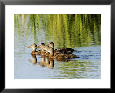 Mallard, Family, Quebec, Canada by Robert Servranckx Pricing Limited Edition Print image