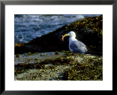 Herring Gull, With Food, Me by Gustav Verderber Pricing Limited Edition Print image
