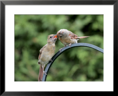 Northern Cardinal, Fledgling Being Fed By Female Cardinal, Quebec, Canada by Robert Servranckx Pricing Limited Edition Print image
