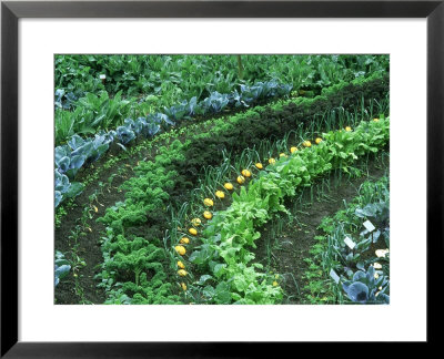 Eden Project, Cornwall, Uk by Ian West Pricing Limited Edition Print image