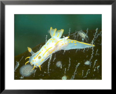Nudibranch, Mounts Bay, Uk by Mark Webster Pricing Limited Edition Print image