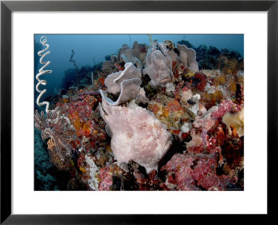 Giant Frog Fish, Komodo, Indonesia by Mark Webster Pricing Limited Edition Print image