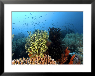 Feather Star, Komodo, Indonesia by Mark Webster Pricing Limited Edition Print image
