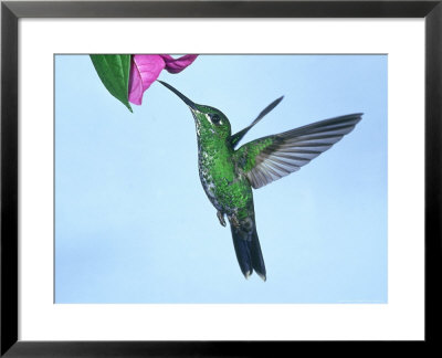 Green-Crowned Brilliant, Costa Rica by G. W. Willis Pricing Limited Edition Print image