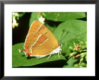 Brown Hairstreak, Oxon by John Woolmer Pricing Limited Edition Print image