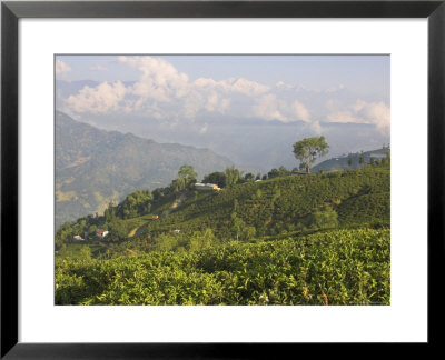 Singtom Tea Garden, Snowy And Cloudy Kandchengzonga Peak In Background, Darjeeling, Himalayas by Eitan Simanor Pricing Limited Edition Print image