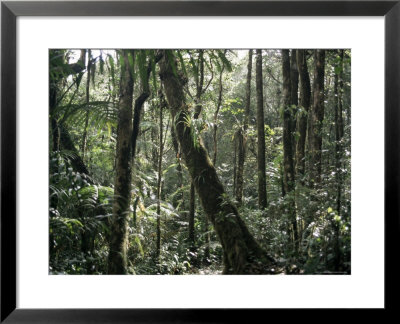 Lowland Dipterocarp Forest, Kota Kinabalu National Park, Sabah, Malaysia, Island Of Borneo by Jane Sweeney Pricing Limited Edition Print image