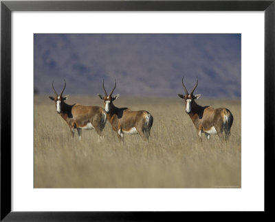 Blesbok, Damaliscus Dorcas Phillipsi, Mountain Zebra National Park, South Africa, Africa by Steve & Ann Toon Pricing Limited Edition Print image