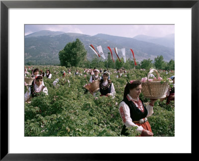 Rose Festival, Bulgaria by Adam Woolfitt Pricing Limited Edition Print image