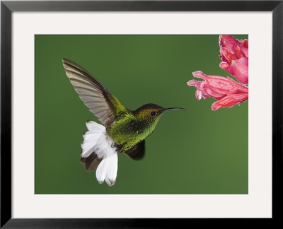Coppery-Headed Emerald In Flight Feeding On Shrimp Plant, Central Valley, Costa Rica by Rolf Nussbaumer Pricing Limited Edition Print image