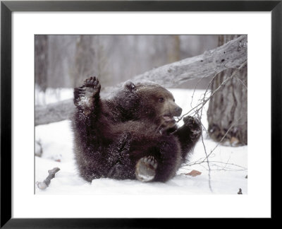 Juvenile Grizzly Plays With Tree Branch In Winter, Alaska, Usa by Jim Zuckerman Pricing Limited Edition Print image