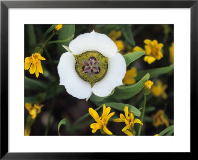 Mariposa Tulip And Mountain Wildflowers, Colorado, Usa by Nancy Rotenberg Pricing Limited Edition Print image