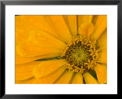 Yellow Zinnia Close-Up Sammamish, Washington, Usa by Darrell Gulin Pricing Limited Edition Print image