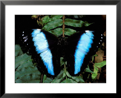 Morpho Butterfly, Rain Forest, Ecuador by Pete Oxford Pricing Limited Edition Print image