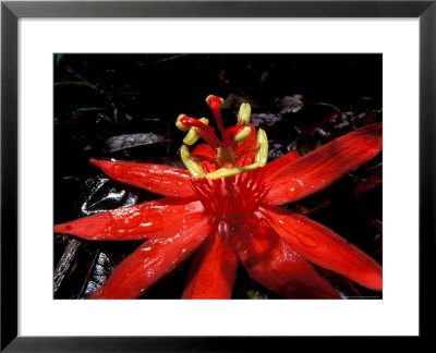 Red Passioflora, Barro Colorado Island, Panama by Christian Ziegler Pricing Limited Edition Print image