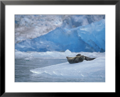 Harbor Seals On Iceberg Of South Sawyer Glacier, Tracy Arm, Alaska, Usa by Paul Souders Pricing Limited Edition Print image