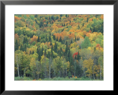 Northern Hardwood Forest In Fall, Maine, Usa by Jerry & Marcy Monkman Pricing Limited Edition Print image