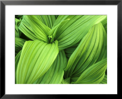 False Hellebore In Glacier National Park, Montana, Usa by Chuck Haney Pricing Limited Edition Print image