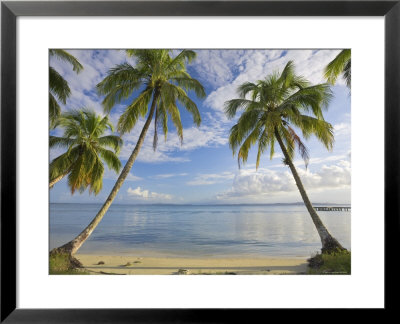 Panama, Bocas Del Toro Province, Carenero Island, Palm Trees And Beach by Jane Sweeney Pricing Limited Edition Print image