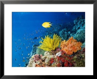 Colourful Crinoids And Solt Corals At Hanging Gardens, Sipadan Island, Sabah, Malaysia by Louise Murray Pricing Limited Edition Print image