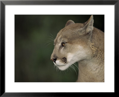Close-Up Of A Mountain Lion, Montana, United States Of America, North America by James Gritz Pricing Limited Edition Print image