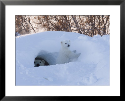 Polar Bear With Cubs, Ursus Maritimus, Churchill, Manitoba, Canada by Thorsten Milse Pricing Limited Edition Print image