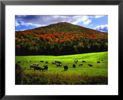 Vermont Cows by Jody Miller Pricing Limited Edition Print image