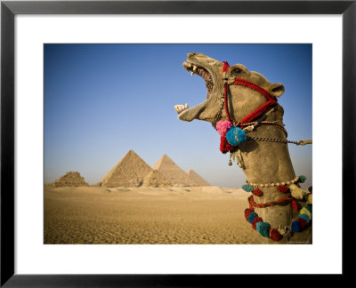 Camel At The Pyramids, Giza, Cairo, Egypt by Doug Pearson Pricing Limited Edition Print image