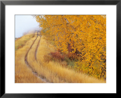 Two Track Road Runs Through Lee Metcalf National Wildlife Refuge by Chuck Haney Pricing Limited Edition Print image